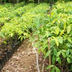 Hama Tungau pada Tanaman Karet