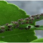 Hama Kutu Aphis (Aphis gossypii Glov)