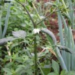 Keriting pada cabai karena serangan tungau