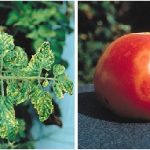 Tungau  (Polyphagotarsonemus latus  Banks) pada Tomat..