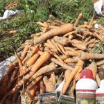 Budidaya Wortel, Bag I – Jenis-jenis, Persiapan Lahan sd Pembibitan