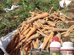 budidaya wortel dengan teknologi organik mmc