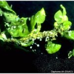 Hama Diaphorina citri pada Jeruk (Kemuning (Muraya paniculata)