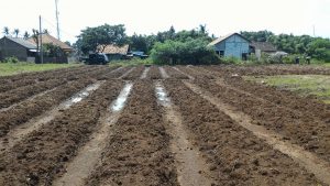 foto persiapan lahan pada budidaya wortel