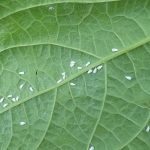 Hama Kutu kebul Pada Tembakau...