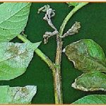 Hama Penghisap Cairan Daun Muda Pada Kentang