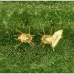 Hama Tungau Pada Kentang