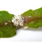 Hama Kutu dompolan  (Pseudococcus citri (Risso)