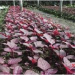 Budidaya bayam secara organik,  Teknologi MMC