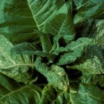 thrips pada tembakau