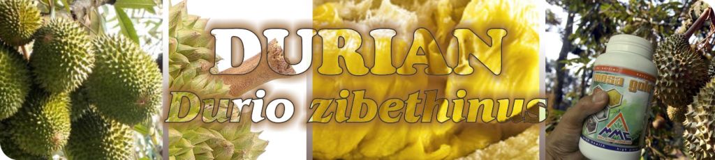  budidaya durian