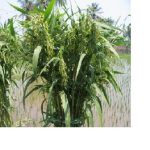 Teknis Budidaya Hanjeli Organik Teknologi MMC