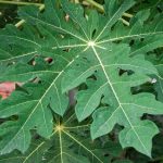 Daun pepaya sebagai musuh alami ulat dan serangga penghisap tanaman