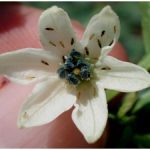 Serangan hama thrips pada tanaman tomat..