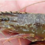 Penyakit bintik putih pada udang