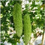 Bertanama Pare Organik (Momordica charantia L..)