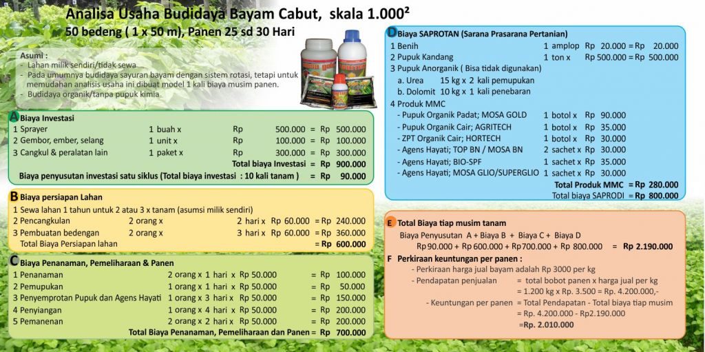 analisa usaha budidaya bayam