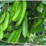 Budidaya Kecipir Organik dengan Teknologi MMC