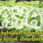 Pemupukan dan Pemeliharaah Tanaman Bayam