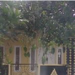 Budidaya Mangga Bag-I , Syarat Tumbuh Dan Penyiapan Bibit