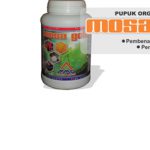 Pemupukan dan pengendalian hama penyakit Keipir secara Organik