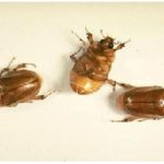 hama katimumul pada jagung