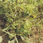 Penyakit sapu pada kecipir