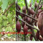 Perawatan Tanaman Pada Budidaya Kakao