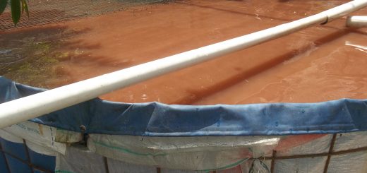 Budidaya lele dengan kolam terpal bioflok