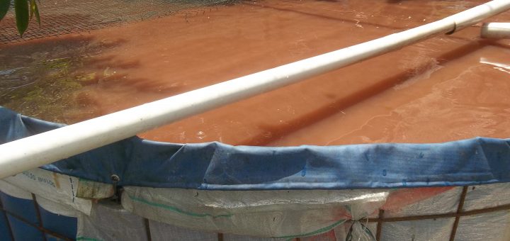 Budidaya lele dengan kolam terpal bioflok