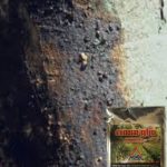 Penyakit Kanker Becak Pada Durian