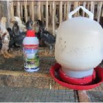 Sekilas Cara Beternak Ayam Kampung