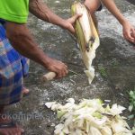 Membuat Pupuk Organik Cair sendiri dari Batang Pisang Klutuk