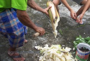 batang pisang dicacah cacah untuk dibuat bahan pupuk organik sendiri