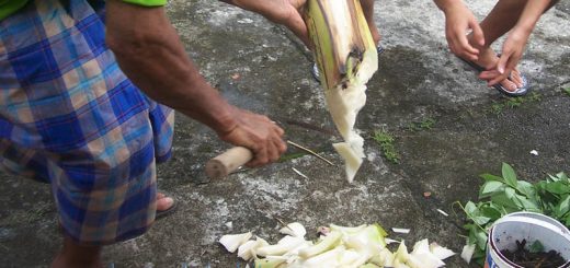 batang pisang dicacah cacah untuk dibuat bahan pupuk organik sendiri