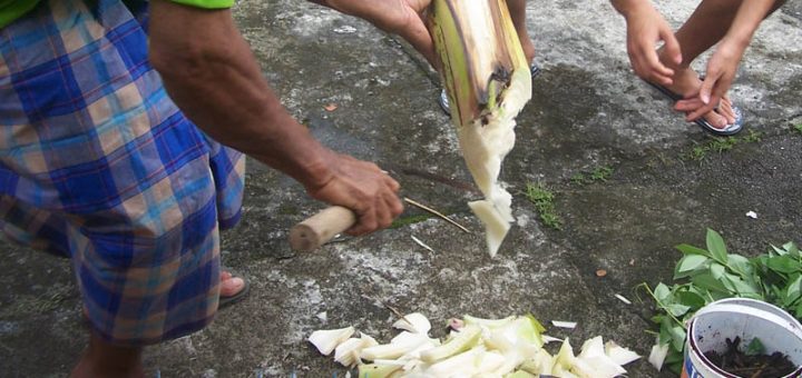 batang pisang dicacah cacah untuk dibuat bahan pupuk organik sendiri