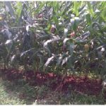 Busuk pelepah / Hawar Upih daun pada jagung