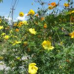 Refugia Mengusir hama secara alami