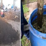 Mengembangkan Bakteri Pengikat Nitrogen Alami