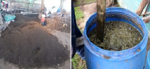 Mengembangkan Bakteri Pengikat Nitrogen Alami