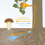 Keunikan Simbiosis Mutualisme Agens Hayati Mikoriza