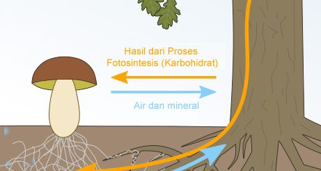 Gambaran proses hubungan mutualisme antara mikoriza dengan tanaman