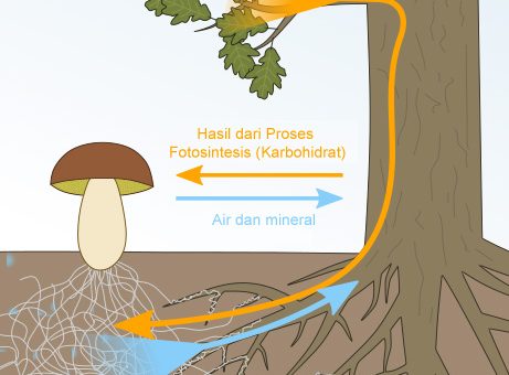 Gambaran proses hubungan mutualisme antara mikoriza dengan tanaman
