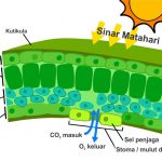 Mengapa Pemupukan (Penyemprotan ) Melalui Daun?