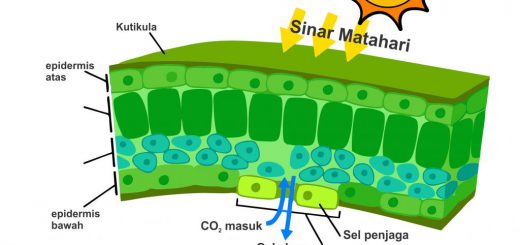 gampar penampang daun