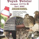 Modul Budidaya Puyuh Petelur (Coturnix Japonica, Coturnix pectoralis, Coturnix chinensis)