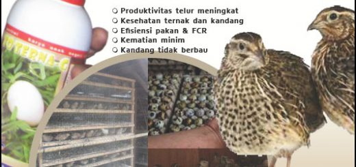 Cover Modul Budidaya Puyuh dengan teknologi mmc - edisi I Desember 2017