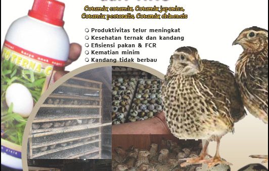 Cover Modul Budidaya Puyuh dengan teknologi mmc - edisi I Desember 2017