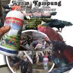 Modul Budidaya Ayam Kampung (Gallus Domesticus)