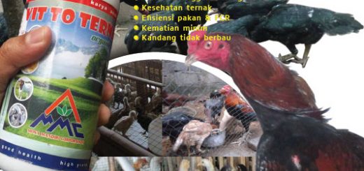 cover modul budidaya ayam kampung dengan vitto dari mmc
